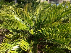 Zamia integrifolia