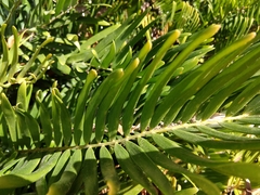 Zamia integrifolia