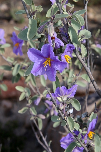 Baja California nightshade