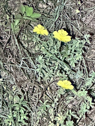 Beach evening primrose (Oenothera drummondii)