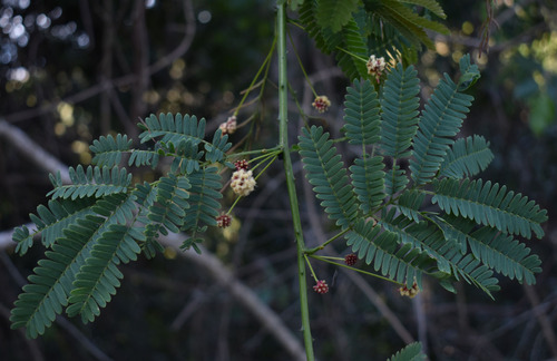 Senegalia albizioides, 2023-10-15
