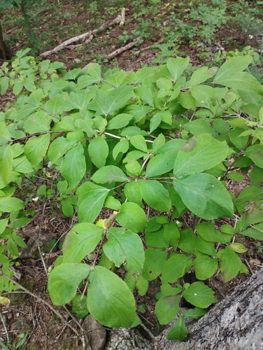 Weigela florida