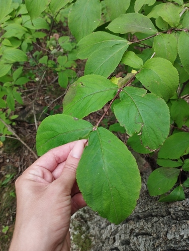 Weigela florida