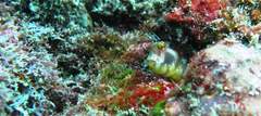 Hypsoblennius brevipinnis