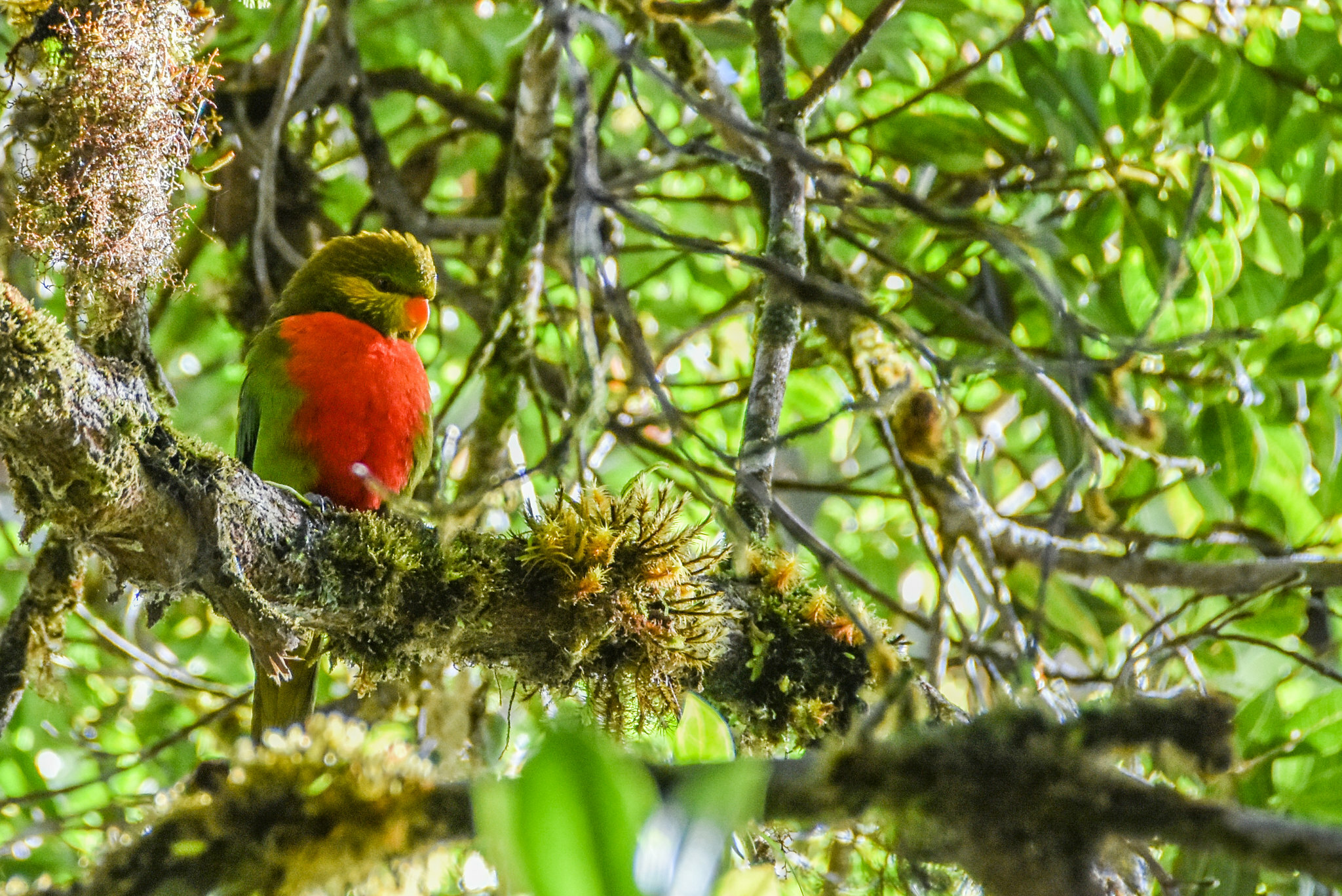 Orange-billed Lorikeet (Neopsittacus pullicauda), photo 7