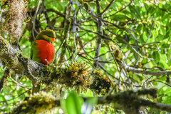 Orange-Billed Lorikeet photo 3