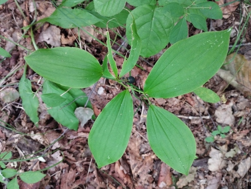 Polygonatum involucratum (Polygonatum involucratum)