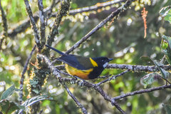 Regent Whistler photo 5