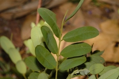 Senna singueana