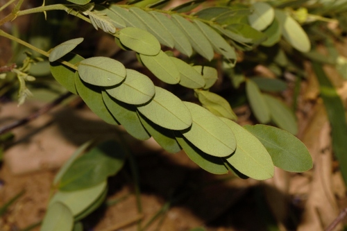 Senna singueana, photograph 1