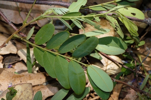 Senna singueana, photograph 2