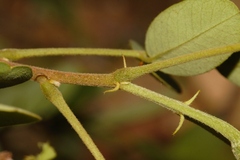 Senna singueana, photograph (c) i_c_riddell, some rights reserved (CC BY)