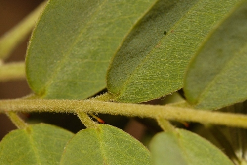 Senna singueana, photograph 4