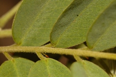 Senna singueana, photograph (c) i_c_riddell, some rights reserved (CC BY)