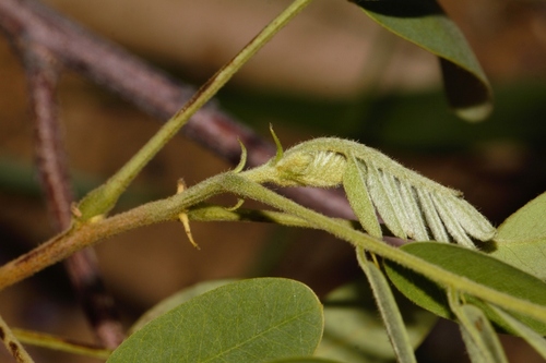 Senna singueana, photograph 5
