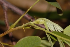 Senna singueana, photograph (c) i_c_riddell, some rights reserved (CC BY)