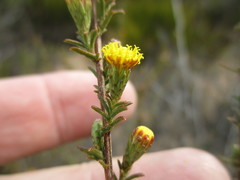 Marasmodes