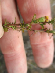 Marasmodes