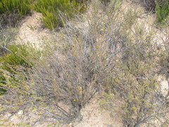 Marasmodes