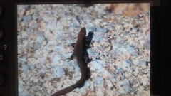 Algyroides fitzingeri