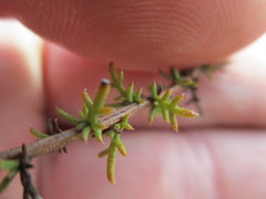 Marasmodes