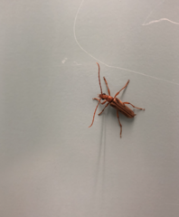 Ortholeptura valida