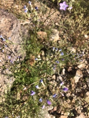 Gilia stellata