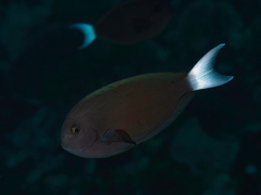 Thompson's Surgeonfish photo 3