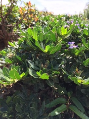 Blepharis natalensis