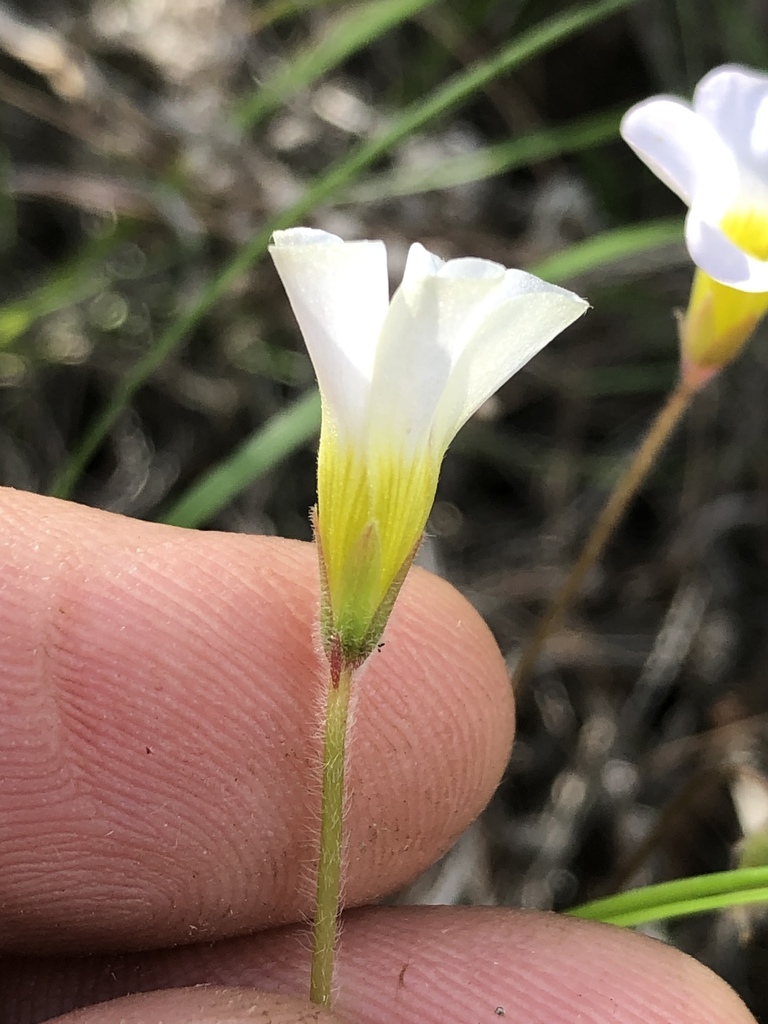 Oxalis fourcadei