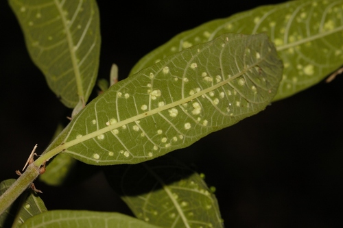 Ficus capreifolia, photograph 6