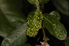 (c) i_c_riddell, some rights reserved (CC BY) Ficus capreifolia, photograph (c) i_c_riddell, some rights reserved (CC BY)