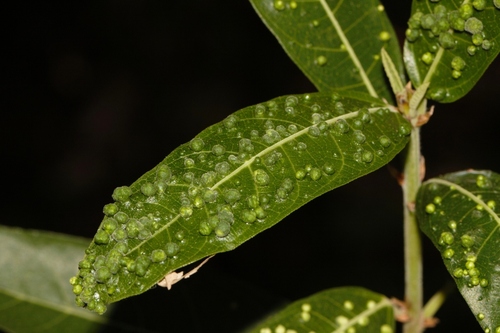 Ficus capreifolia, photograph 5