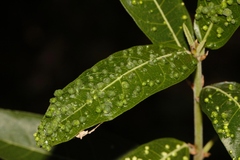 (c) i_c_riddell, some rights reserved (CC BY) Ficus capreifolia, photograph (c) i_c_riddell, some rights reserved (CC BY)