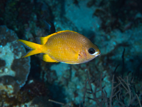 Brown puller (Chromis analis) — Pomacentridae — 2