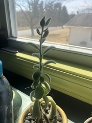 Kalanchoe tomentosa