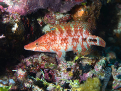 Celebes Maori Wrasse photo 3