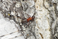 Formica rufa