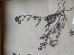 Fumaria densiflora