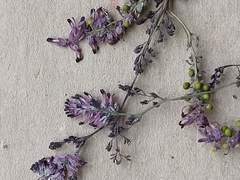 Fumaria densiflora