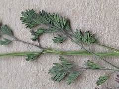 Fumaria densiflora