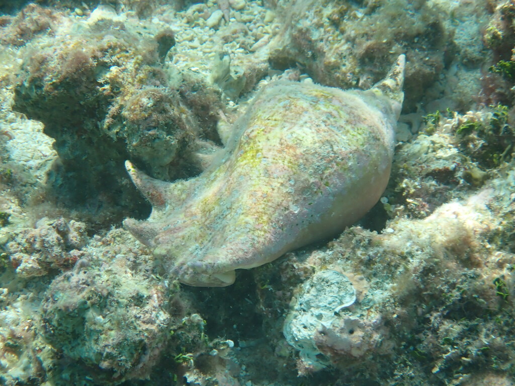 Giant Spider Conch from Herald Cays, Australia on November 5, 2023 at ...