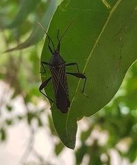 Grammopoecilus angustatus