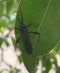 Grammopoecilus angustatus