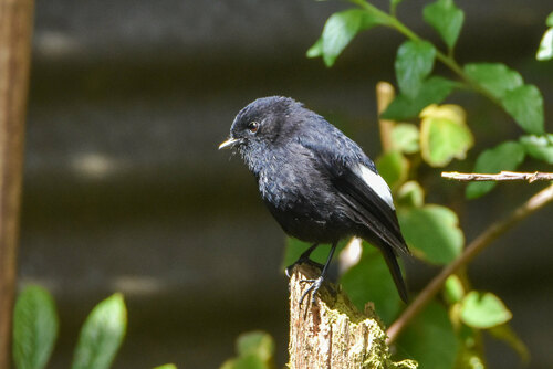White-winged Robin (Melanodryas sigillata), photo 6