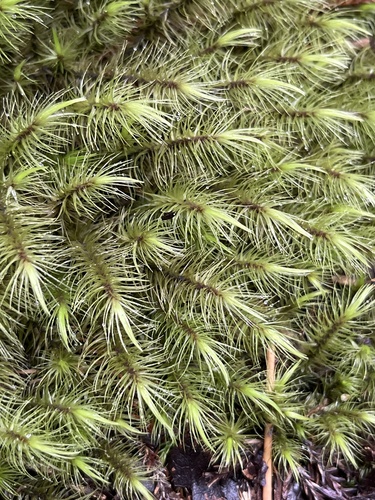 Dicranoloma billardieri (Brid.) Paris