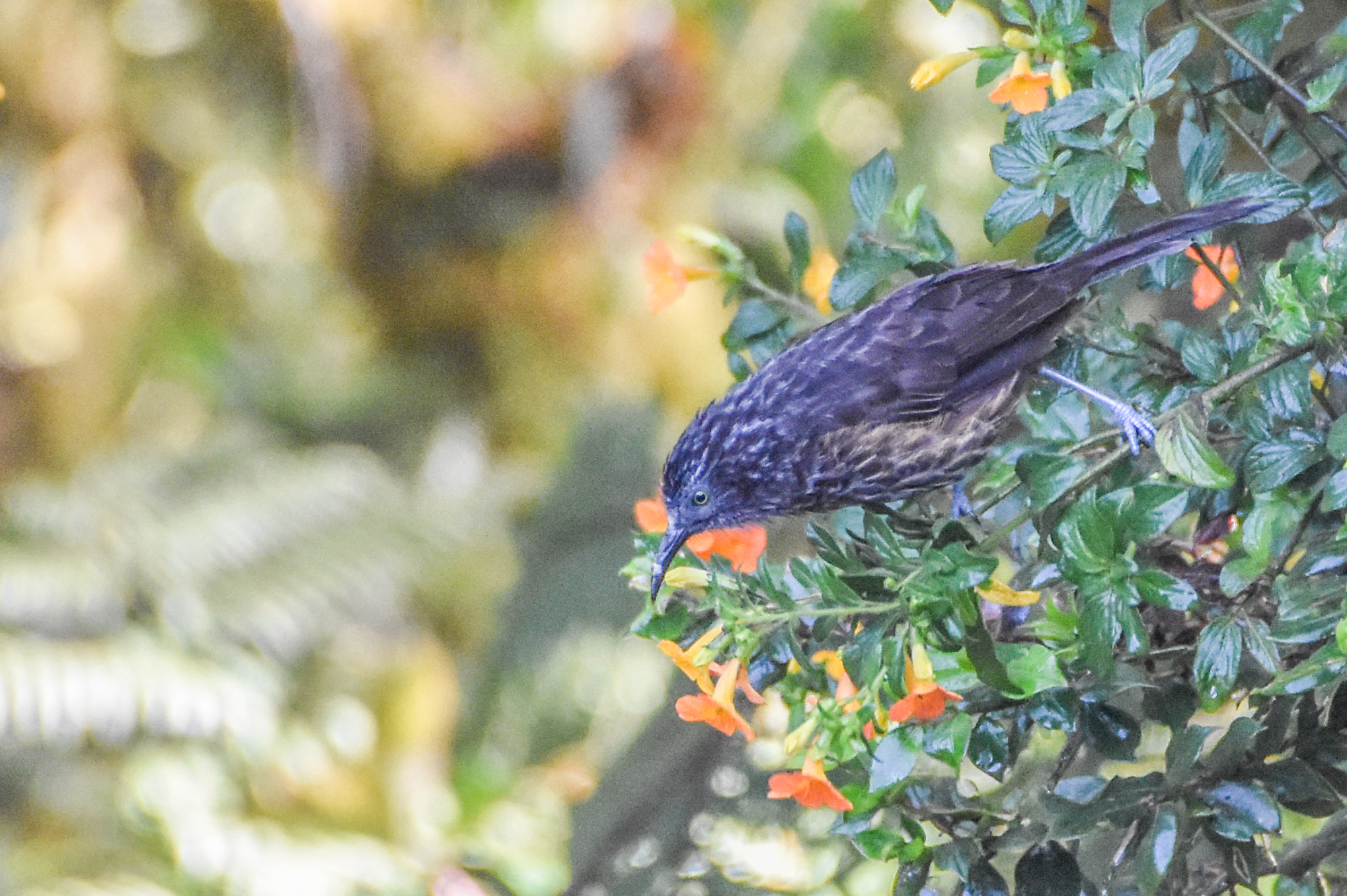 Grey-streaked Honeyeater (Ptiloprora perstriata), photo 3