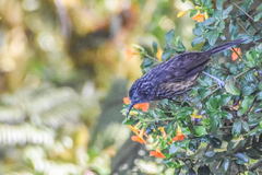 Grey-Streaked Honeyeater photo 2