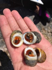 Nerita peloronta
