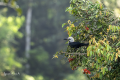 White-Crested Hornbill photo 3